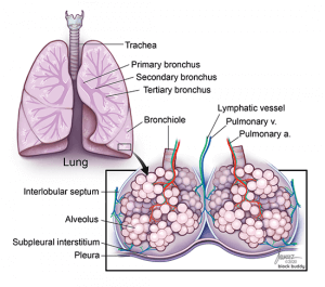 COVID-19 Lung Ultrasound Lung Illustration