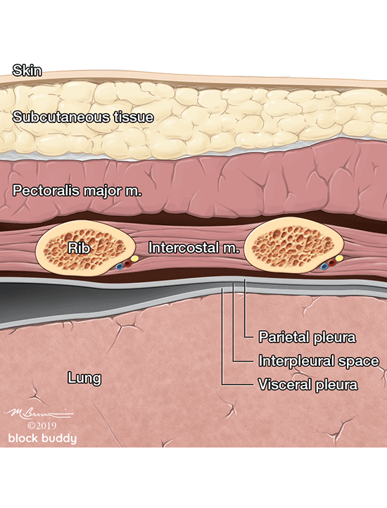 COVID-19 Lung Ultrasound Layers Illustration