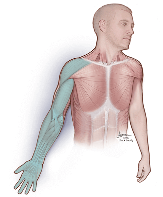 Supraclavicular Block Shaded Area Muscular Illustration