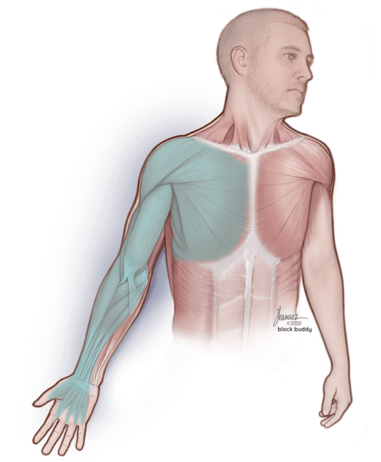 Interscalene Block Shaded Muscular Area Illustration