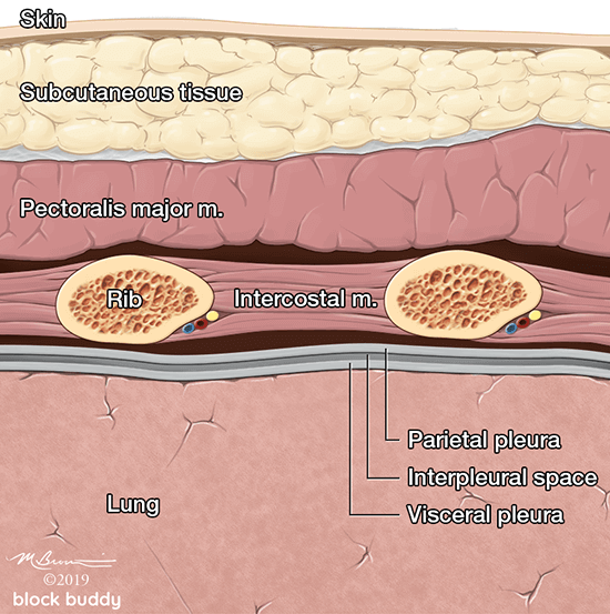 COVID-19 Lung Ultrasound Layers Illustration